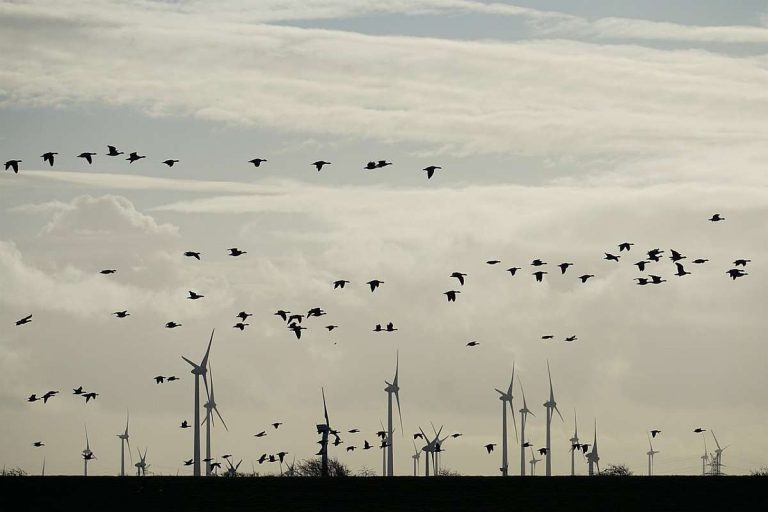 a flock of birds flying over wind turbines