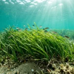 Blue Carbon: Warum das Meer mehr CO₂ bindet als der Wald - und wo die Senke verwundbar ist