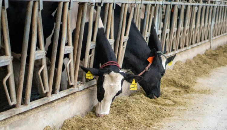 Bovaer ist für die Kühe unbedenklich - laut Wissenschaft
