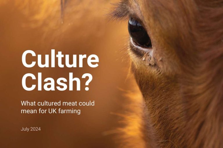 Culture Clash Kulturkampf Sauberes Fleisch Rapsschrot Landwirte