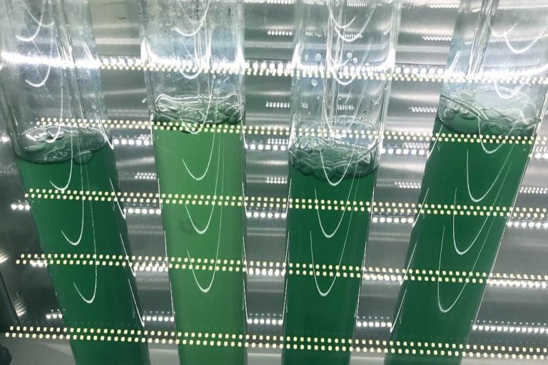 Cyanobakterien als Wasserstoff-Fabriken