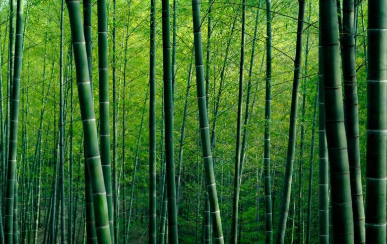 Dekarbonisierung mit Bambus: Saubere Technologie aus Deutschland bindet CO2 in China 16 Dekarbonisierung mit Bambus