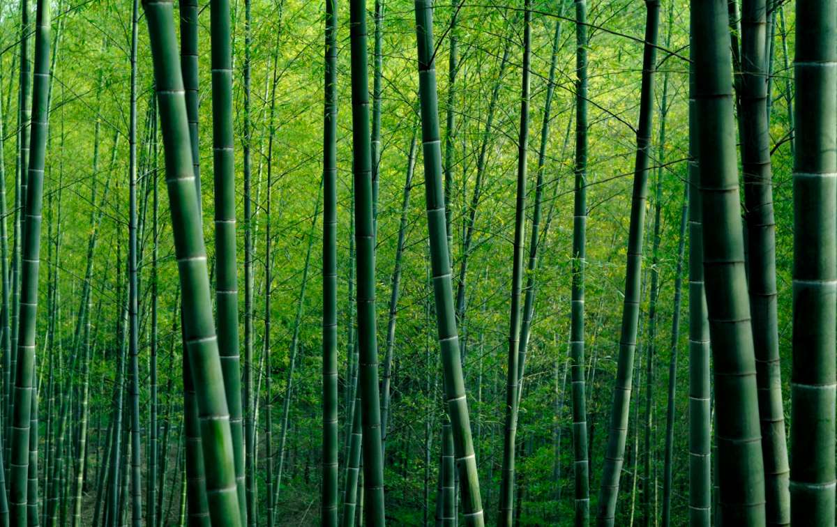 Dekarbonisierung mit Bambus
