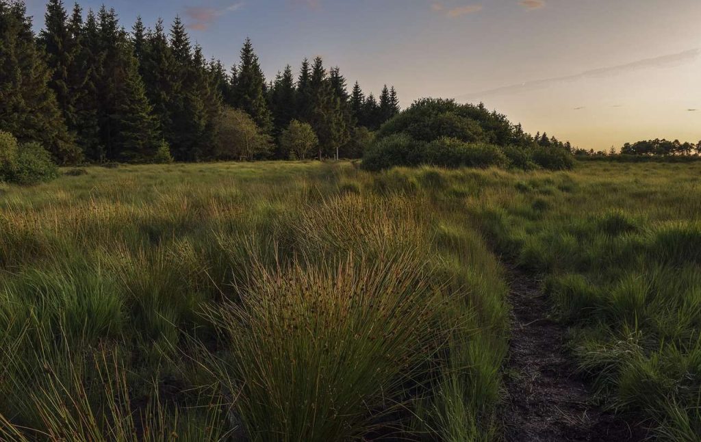 Expertenrat für Klimafragen More und Wälder Landnutzung