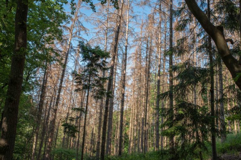 IPCC Fichte Klimawandel 2022 Klimaanpassung