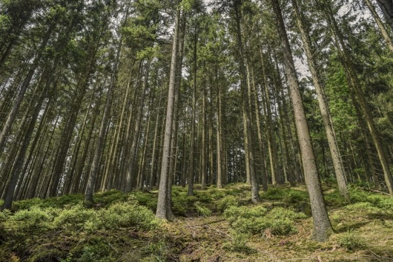 Waldsterben 2.0
