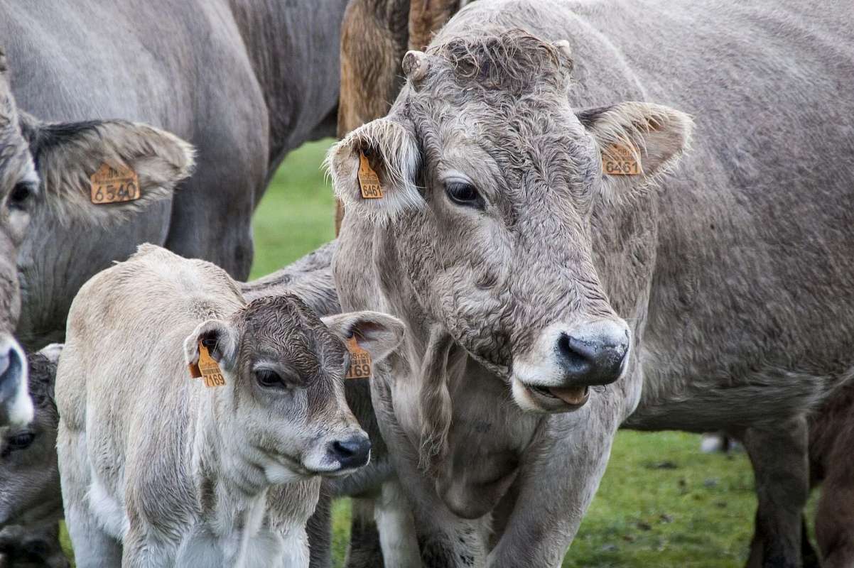 Fleischsteuer: Wissenschaft fordert höhere Preise für Fleisch