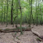 Hambacher Forst: Aus dem Protestwald wird Urwald