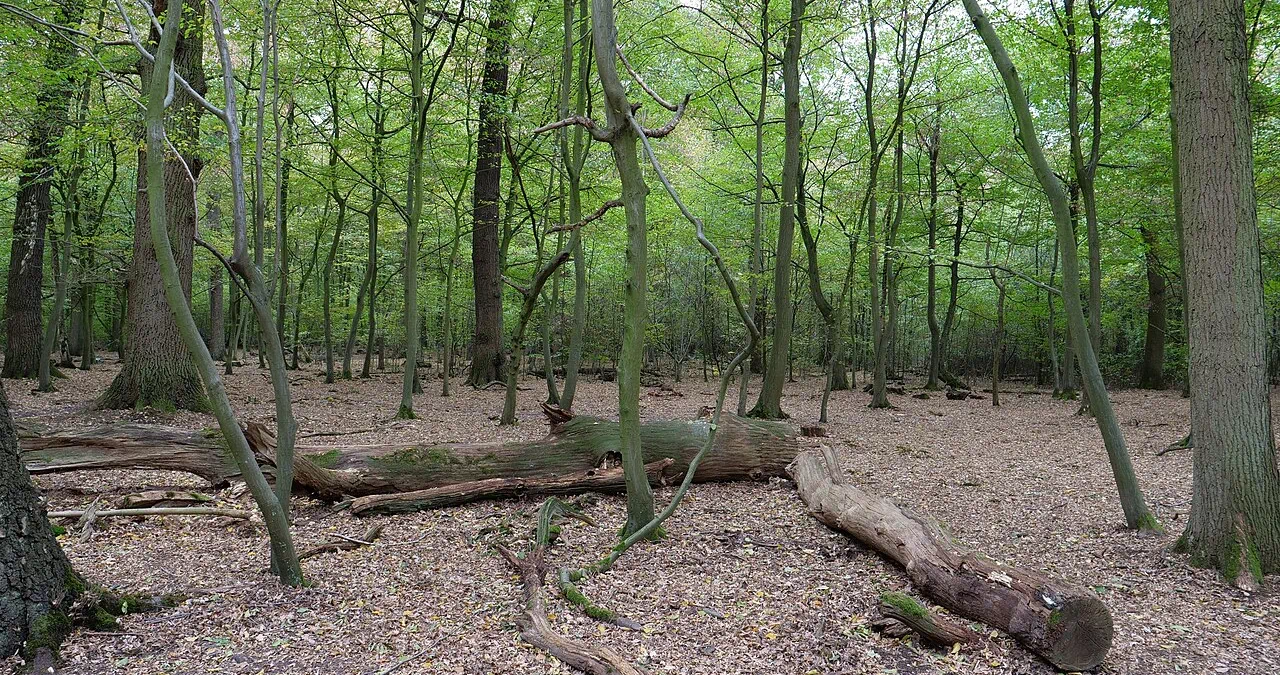 Hambacher Forst wird Urwald