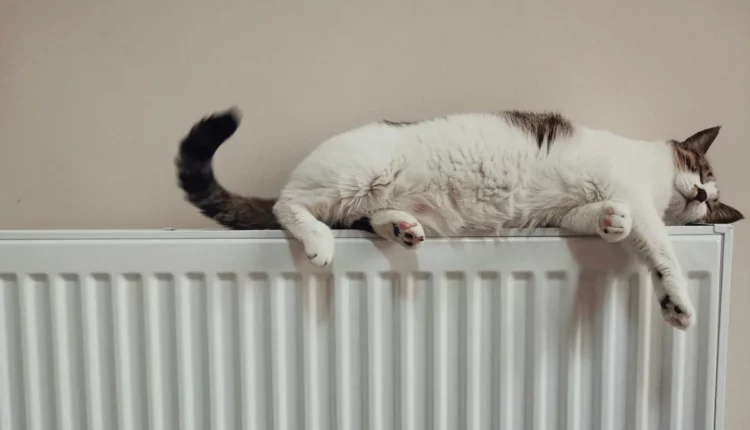 Heizungsgesetz - Katze chillt auf Heizung