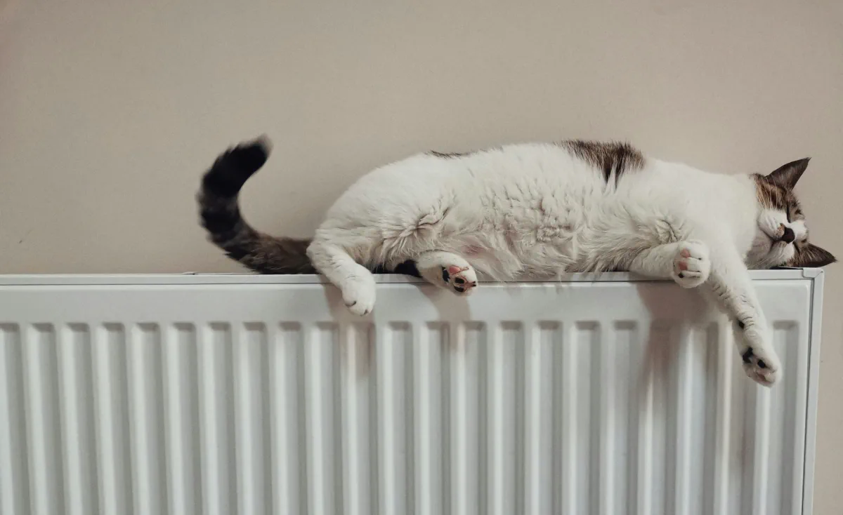 Heizungsgesetz - Katze chillt auf Heizung
