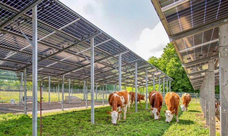 Klimapark Steinhöfel: Eine Reise in die Zukunft der Energie 16 Klimapark Steinhöfel Kühe grasen zwischen PV-Anlagen Sunfarming