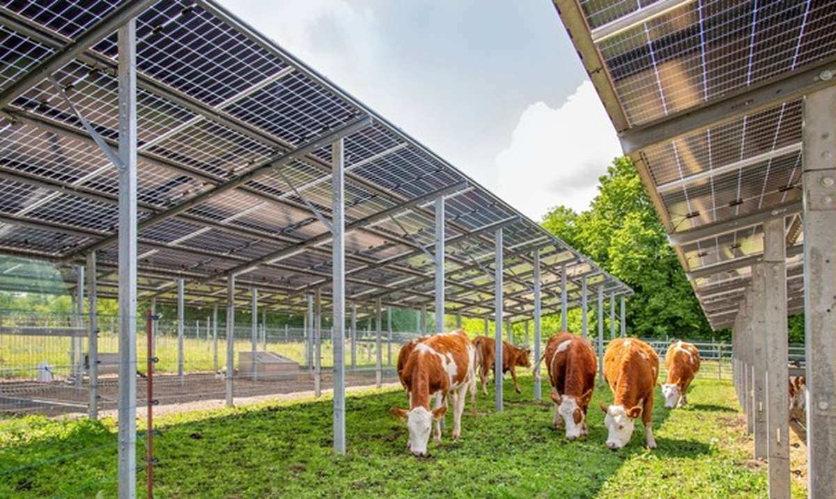 Klimapark Steinhöfel Kühe grasen zwischen PV-Anlagen Sunfarming