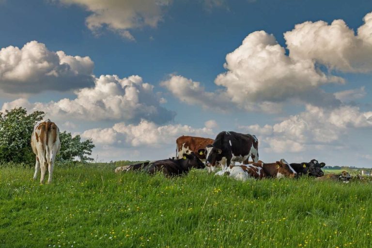 Klimasteuer für Milch und Fleisch - Symbolfoto Dänemark Rinder auf Weide