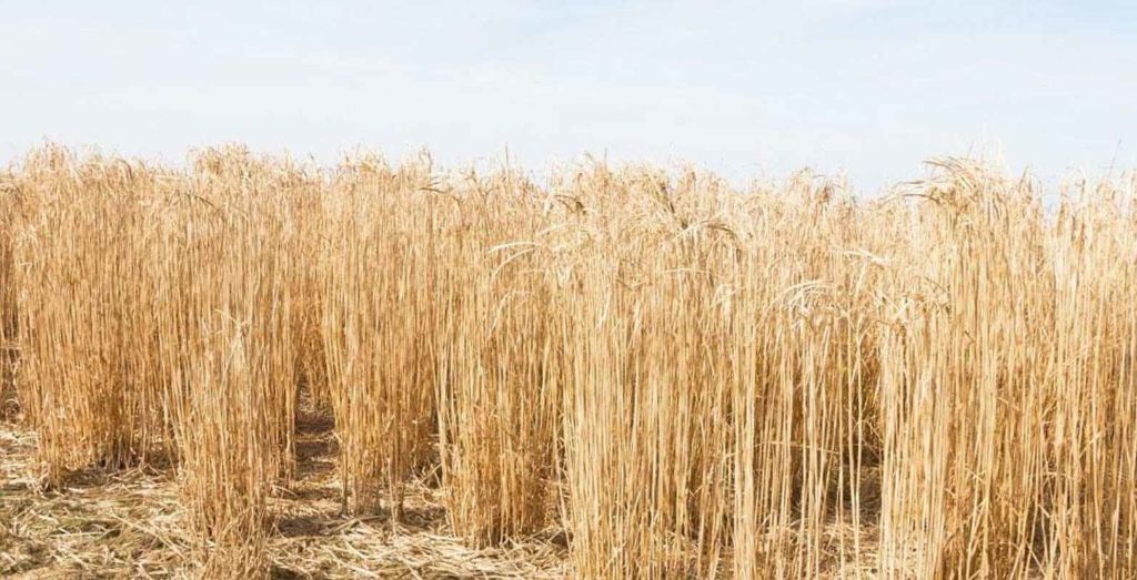 China-Schilf, Elefantengras, Miscanthus - Energiepflanze mit vielen Eigenschaften