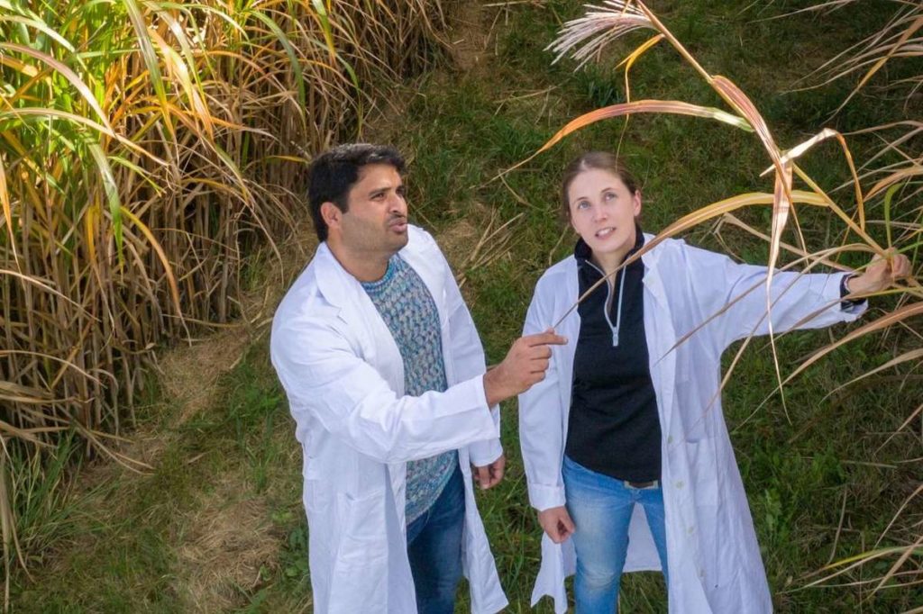 Miscanthus Riesengras Uni Hohenheim