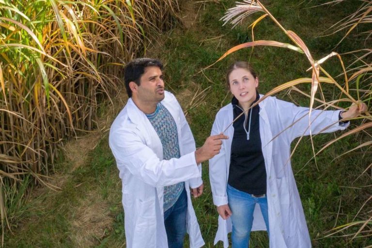 Miscanthus Riesengras Uni Hohenheim