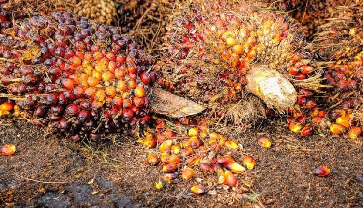 Palmöl Alternative gesucht C16 Biosciences