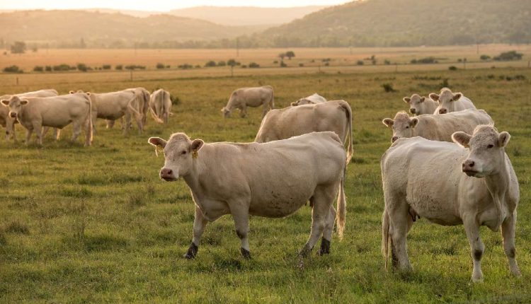 RespectFarms zelluläre Landwirtschaft