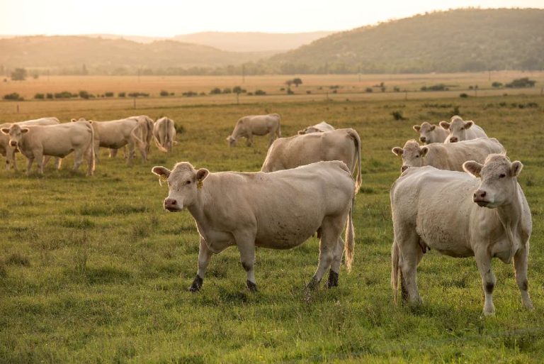 RespectFarms zelluläre Landwirtschaft