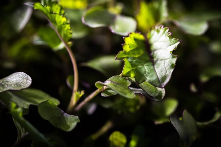 agrilution bringt den Gewächsschrank