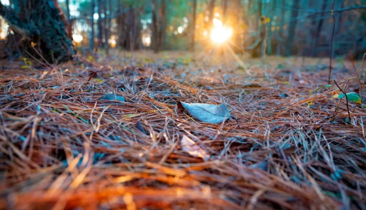 Stardust Solutions Symbolfoto