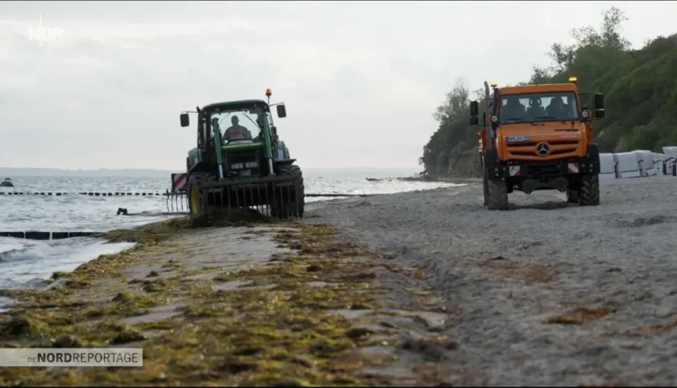Treibsel-Jagd Insel Poel Cleantech-Startup Build Blue Dämmstoff