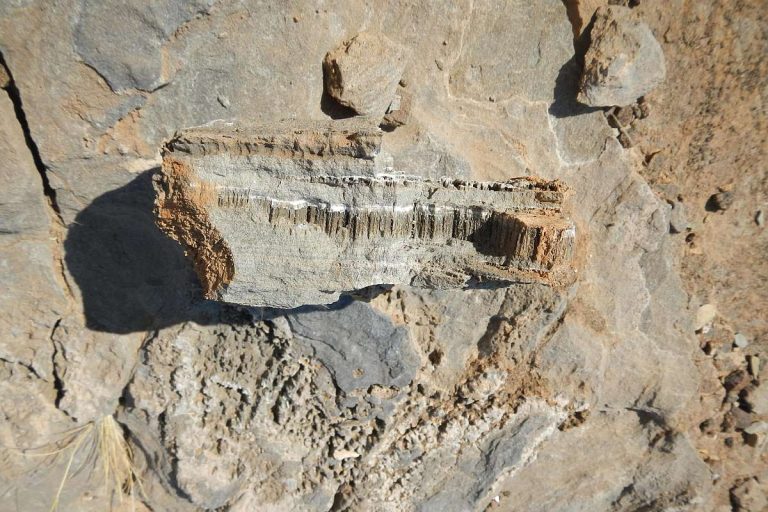 Unbekannte Lebensform Wüste - CO2-Kreislauf Wissenschaft