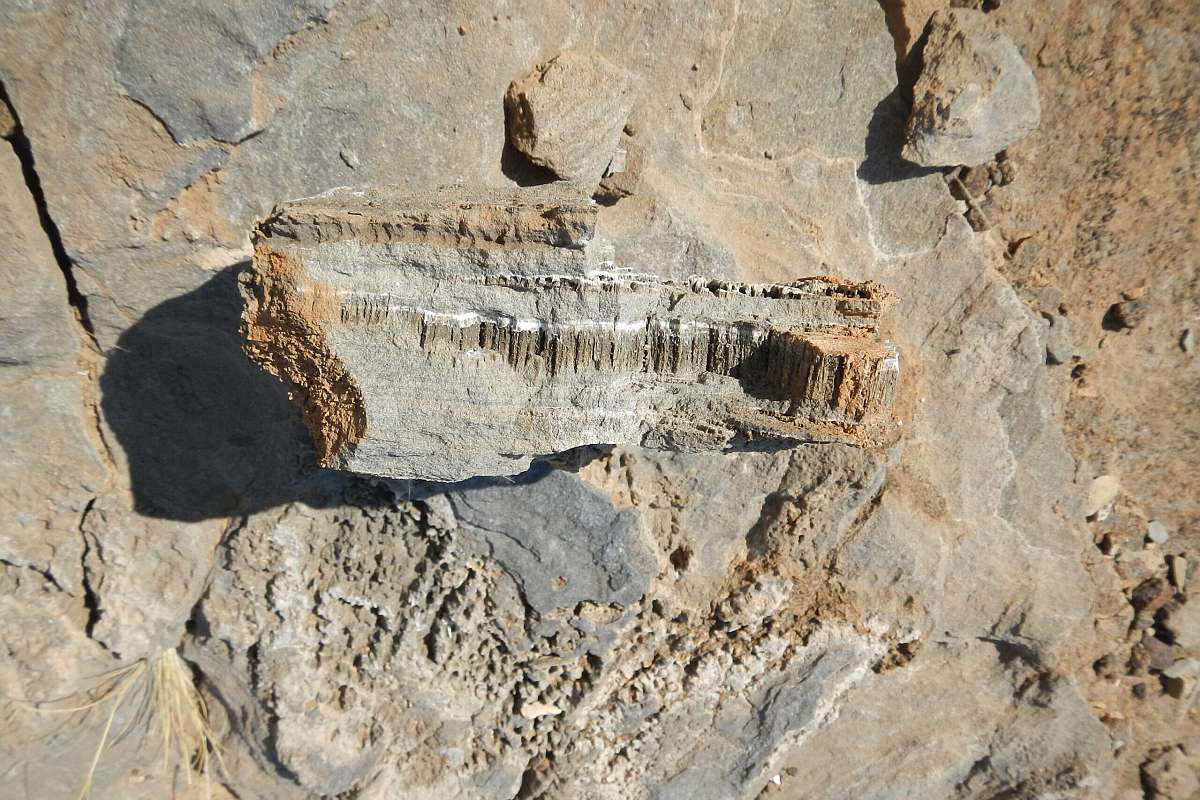 Unbekannte Lebensform Wüste - CO2-Kreislauf Wissenschaft