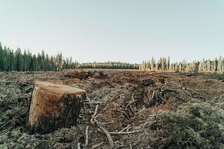 Wälder als CO2-Speicher Nature PIK