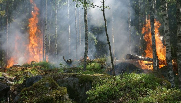 Waldbrand mit offenem Feuer - Dryad Networks will solche Waldbrände verhindern