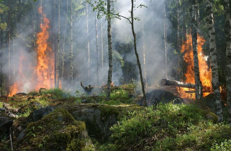 Waldbrand mit offenem Feuer - Dryad Networks will solche Waldbrände verhindern