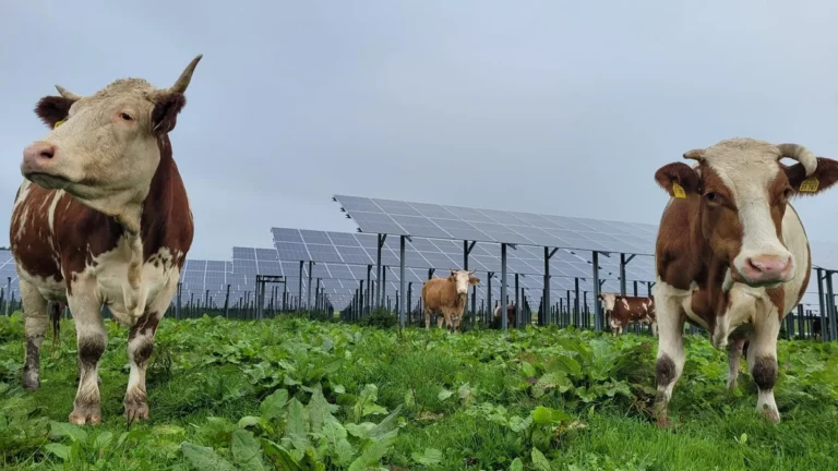Bürger bauten Agri-PV für einen Bonus, den der Bund nie zahlte