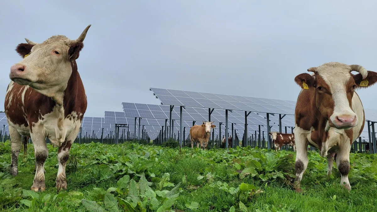 Rinder weiden auf einer Agri-PV-Anlage der Energiegenossenschaft Oberland