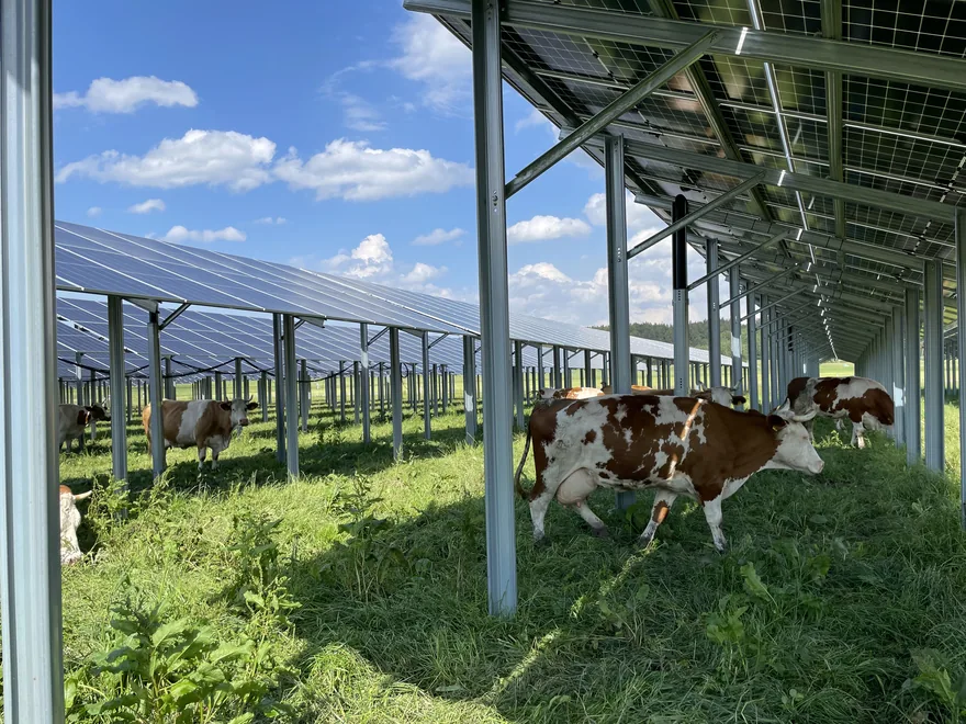 Rinder grasen unter hoch aufgeständerten Solarmodulen der Energiegenossenschaft Oberland