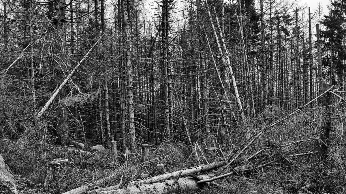 Abgestorbener Fichtenwald nach Borkenkäferbefall im Nationalpark Harz nahe dem Brocken