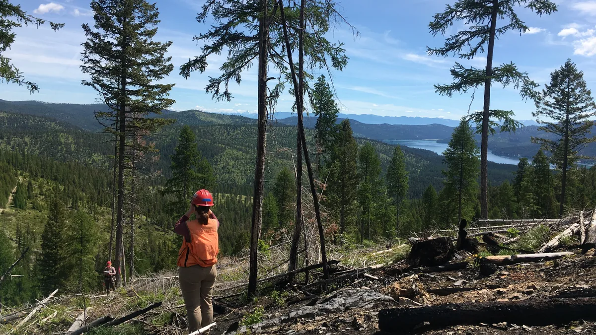 Försterin misst Baumhöhen im Wald: Vermessung als Grundlage für CO2-Zertifikate aus Waldprojekten