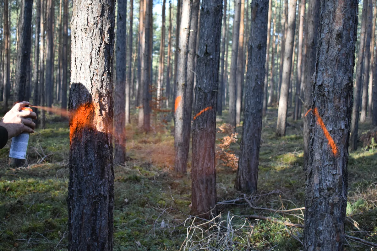 Markierte Kiefern in einem Kiefernforst
