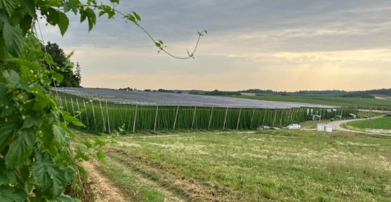 Agri-PV über Hopfen: Wie Solar-Hüte die Hallertau-Ernte retten