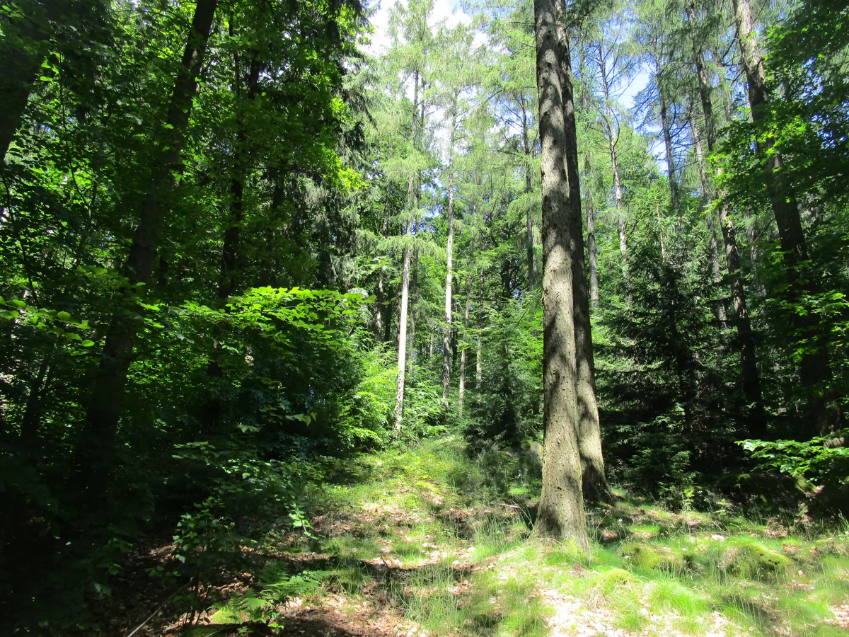 Mischwald in Sachsen im Frühsommer