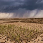 El Niño bremst den Monsun: Indiens Aussaat bricht ein