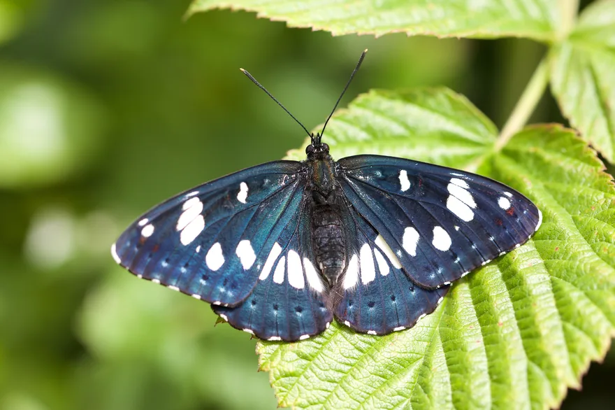 Blauschwarzer Eisvogel auf einem Blatt