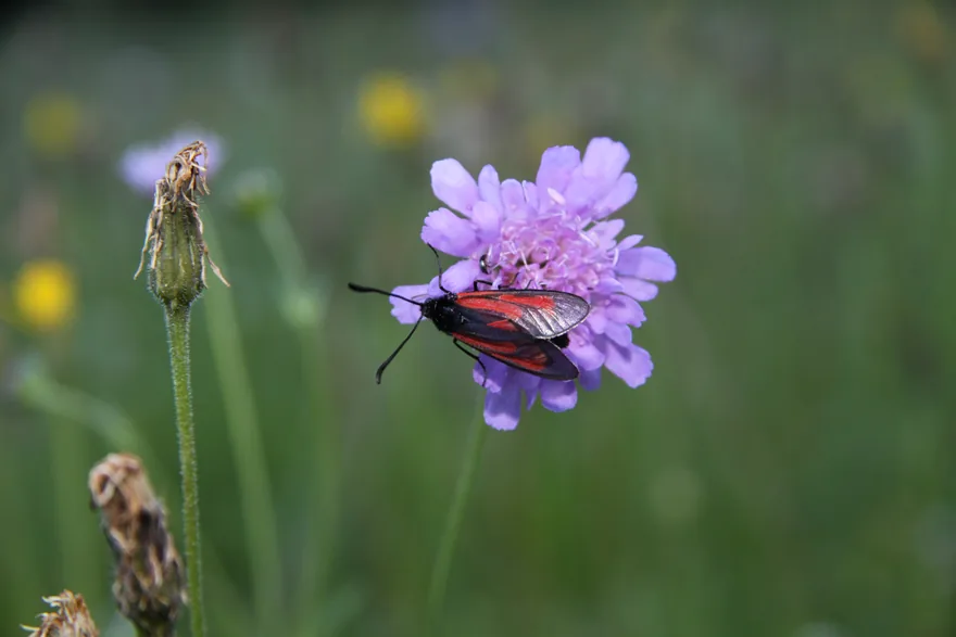Platterbsen-Widderchen auf einer Witwenblume