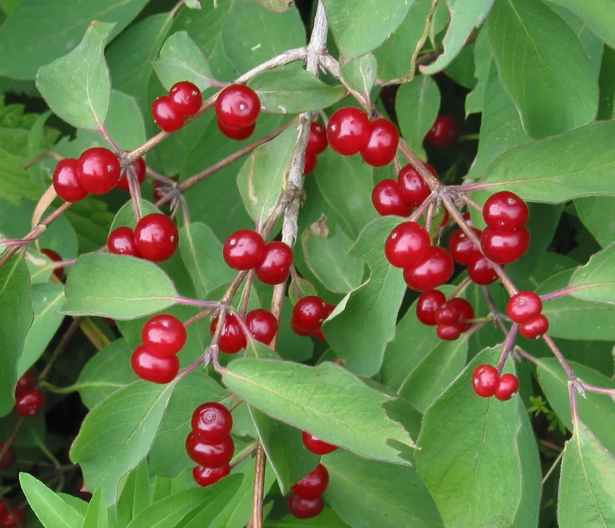 Rote Heckenkirsche mit Beeren auf der Schwäbischen Alb