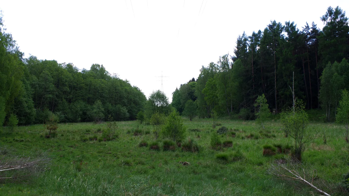Ökologisches Trassenmanagement: Schneise einer Stromtrasse im Wald mit Büschen und Jungbäumen