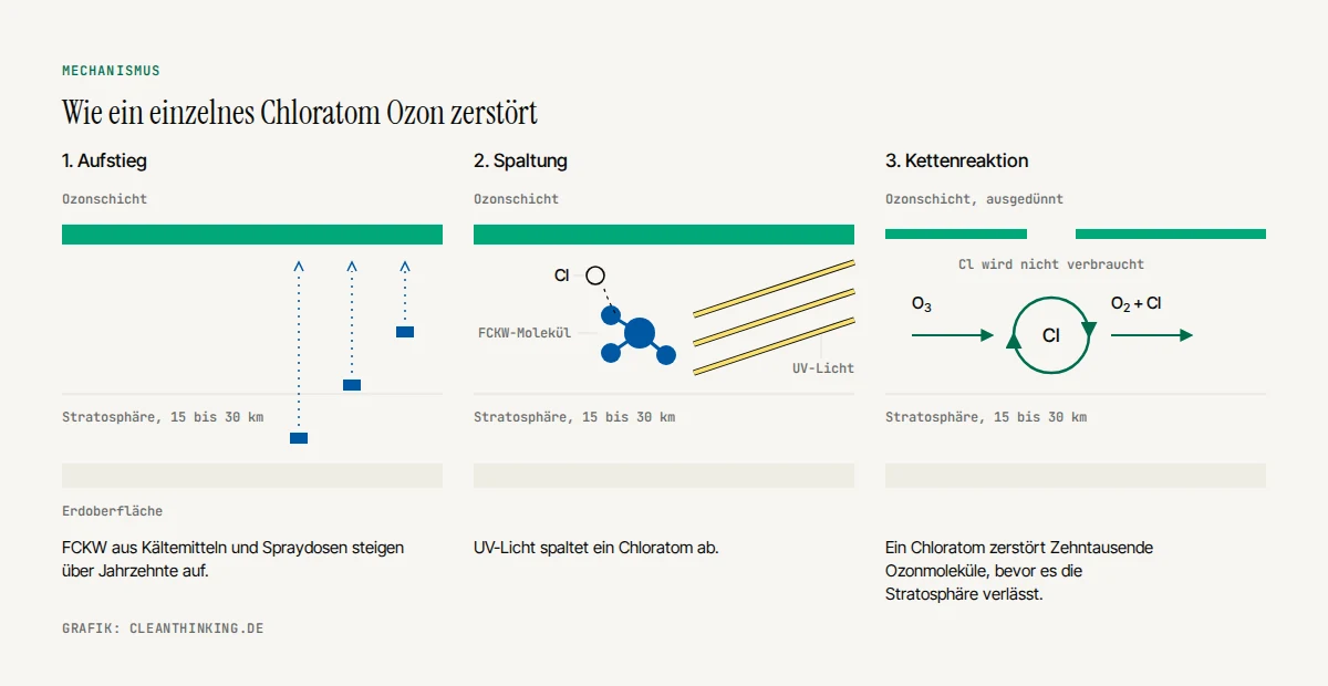 Schema in drei Schritten: FCKW steigen auf, UV-Licht spaltet Chlor ab, ein Chloratom zerstoert Ozon im Kreislauf