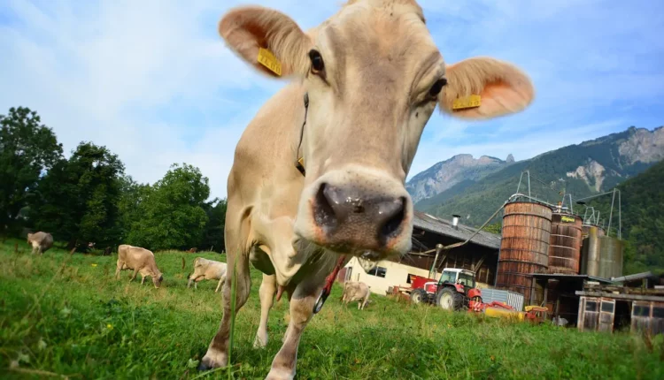 Kuh auf der Weide in Deutschland – steigende Rindfleischpreise 2025 im Kontext von Landwirtschaft und Klima