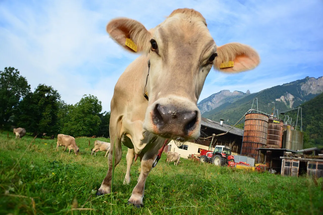 Kuh auf der Weide in Deutschland – steigende Rindfleischpreise 2025 im Kontext von Landwirtschaft und Klima
