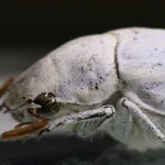 Käfer-Trick gegen Titandioxid: Ikea steigt bei Bio-Pigment ein