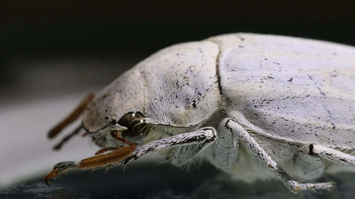 Nahaufnahme eines Cyphochilus-Kaefers, dessen weisse Schuppen Vorbild fuer die Titandioxid-Alternative von Seprify sind
